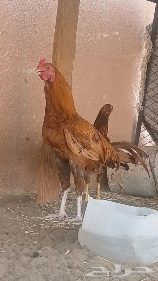 ديك للبيع 2