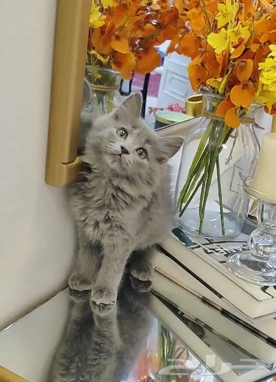 قطة صغيرة انثى شهرين 0