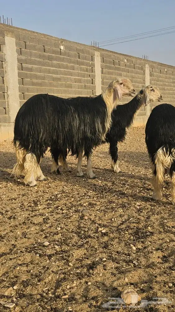 فحل نجدي صنف مشروط 1