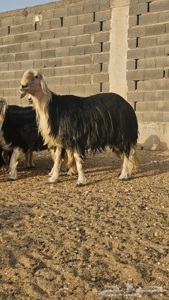 فحل نجدي صنف مشروط 2