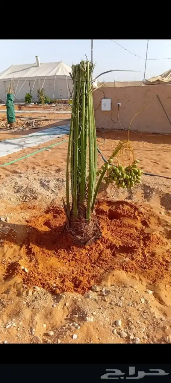 متوفر فسايل مثمره للبيع جميع الأنواع 2