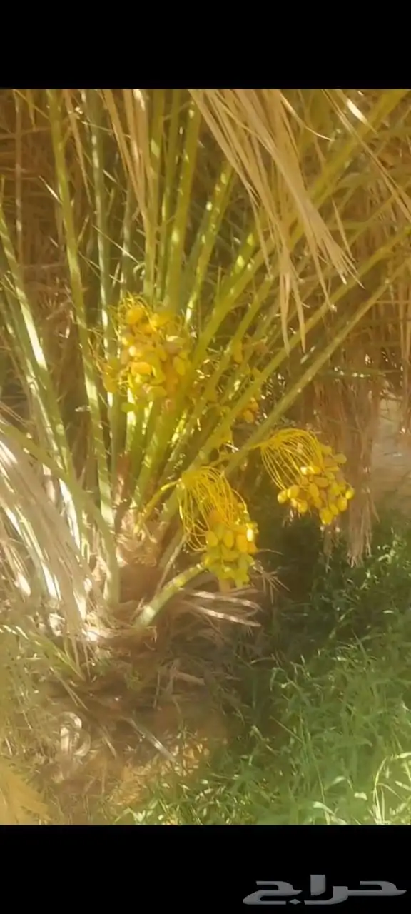 فسائل وجثايث درجه اولى 4
