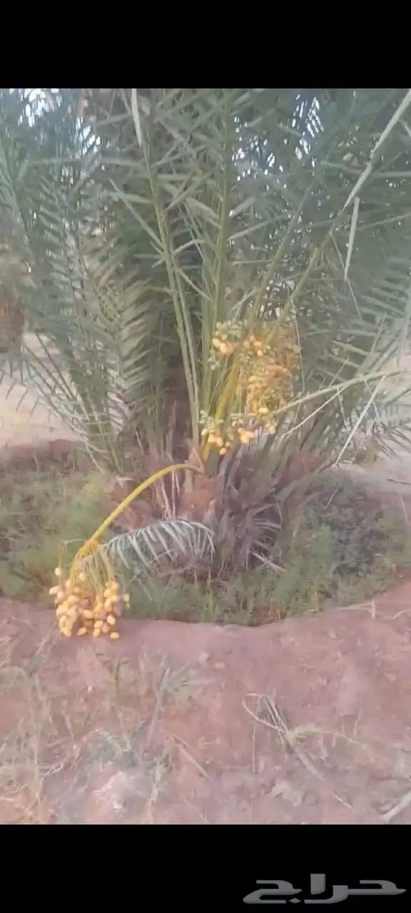 فسائل وجثايث درجه اولى 3