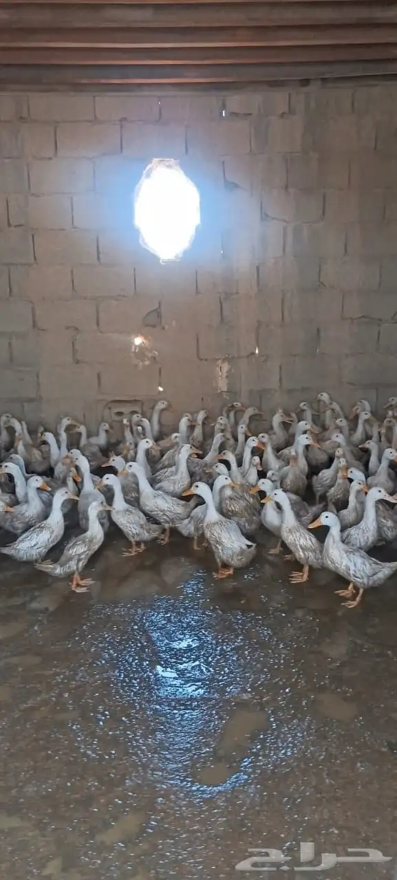 بط بكيني ابيض شرط صحه وريش 0