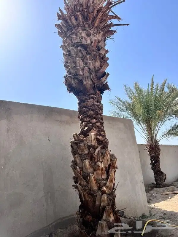 تكريب النخيل الأمريكى والبلدى وتقليم الأشجار المثمرة عمل صيا 4