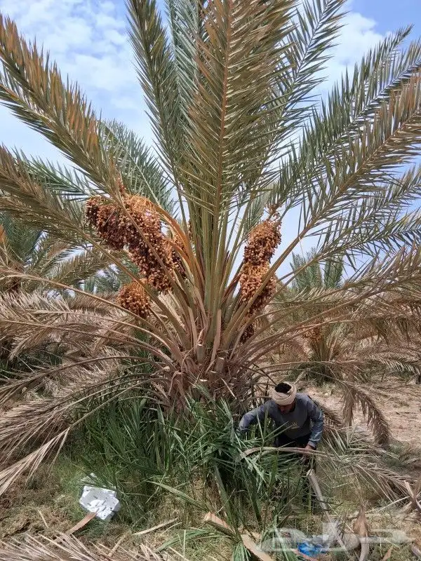 نخل برني العلا روثانه متر ونص نخيل مثمر 9