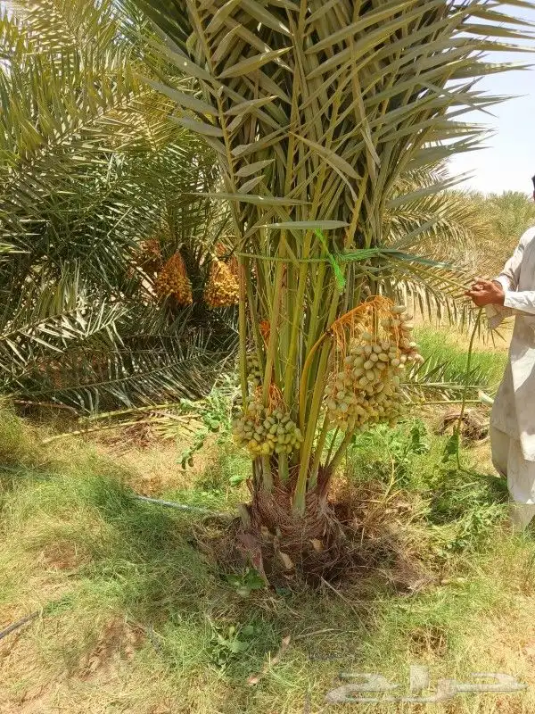 نخل مثمر نخيل نقايل جثايث نخل واشنطني اخلاص سكري برحي صقعي ش 4