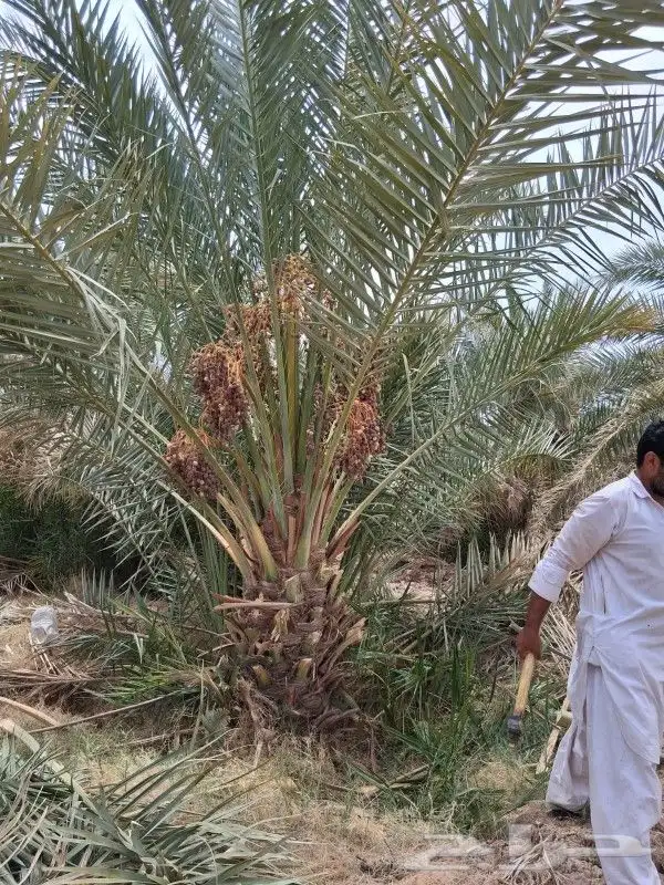 نخل مثمر روثانة المدينه وبرني العلا متر ونص 1