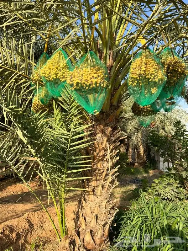 نخل مثمر للبيع نخيل واشنطني عربي شيشي سلج برني صقعي مجدول 7