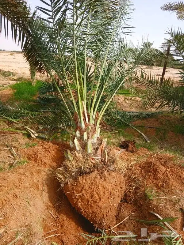 نخل مثمر للبيع نخيل واشنطني عربي شيشي سلج برني صقعي مجدول 9