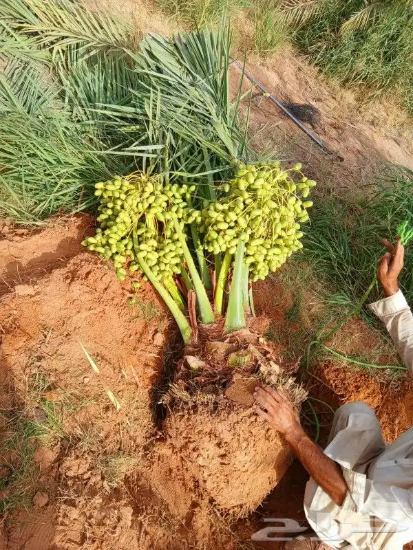 نخل مثمر نخيل نقايل جثايث نخل واشنطني اخلاص سكري برحي صقعي ش 3