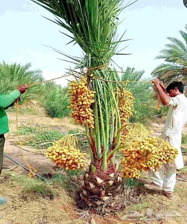 نخل مثمر للبيع نقايل جثايث صقعي هلالي مجدول اخلاص سكري برحي 0