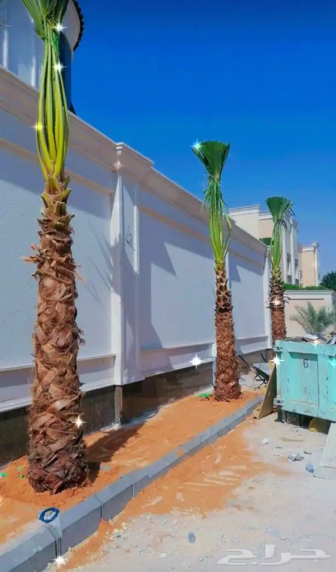 نخل واشنطن امريكي درجة اولى يتوفر لدينا كميات كبيرة وبسعر من 1