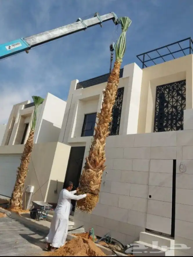 نخل واشنطن امريكي درجة اولى يتوفر لدينا كميات كبيرة وبسعر من 3