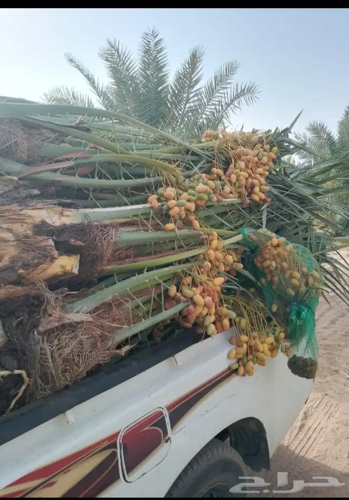 بيع نخيل مثمره القصيم 3