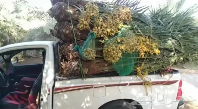 نخل نخيل فروخ جثايث خلاص مجدول سكري صقعي برحي برني صفاوى 3