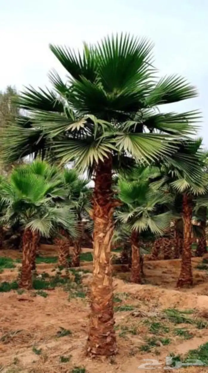 نخل واشنطني زينه 1