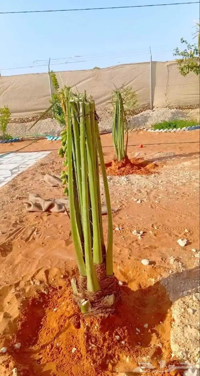 نخل نخيل فروخ جثايث خلاص مجدول سكري صقعي برحي برني صفاوى 2