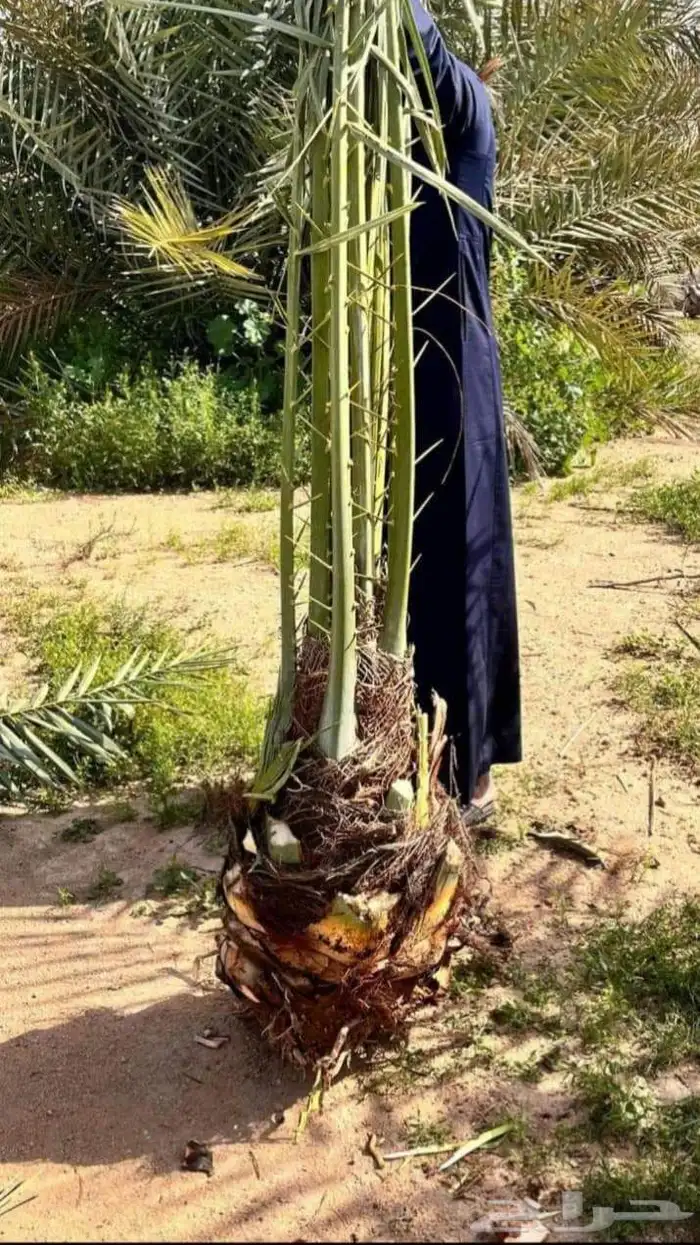 يوجد لدينا نخيل عربي مثمر جميع الأنواع كما نوصل للجميع انحا 6
