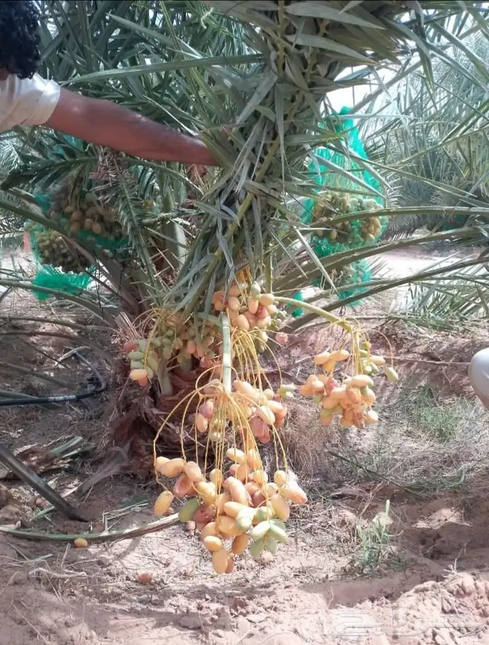 بيع نخيل مثمره القصيم 2