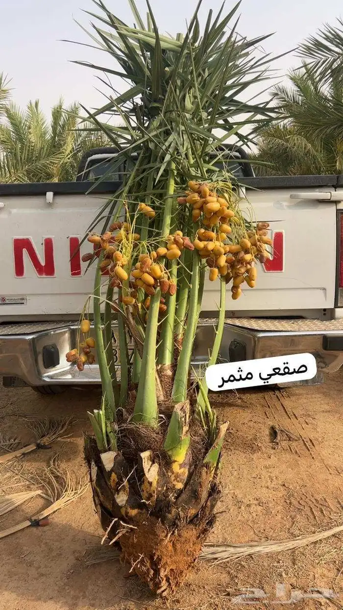 توريد وتركيب جميع انواع النخل 5