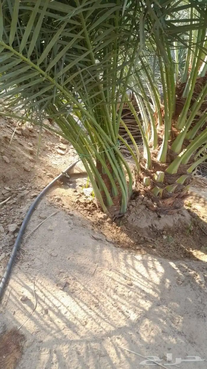 فسائل وجثايث درجه اولى 1