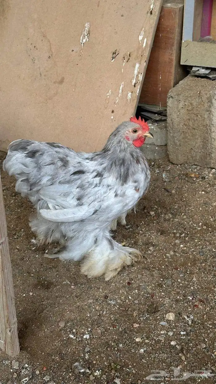 دجاج كوشن فواخر 7