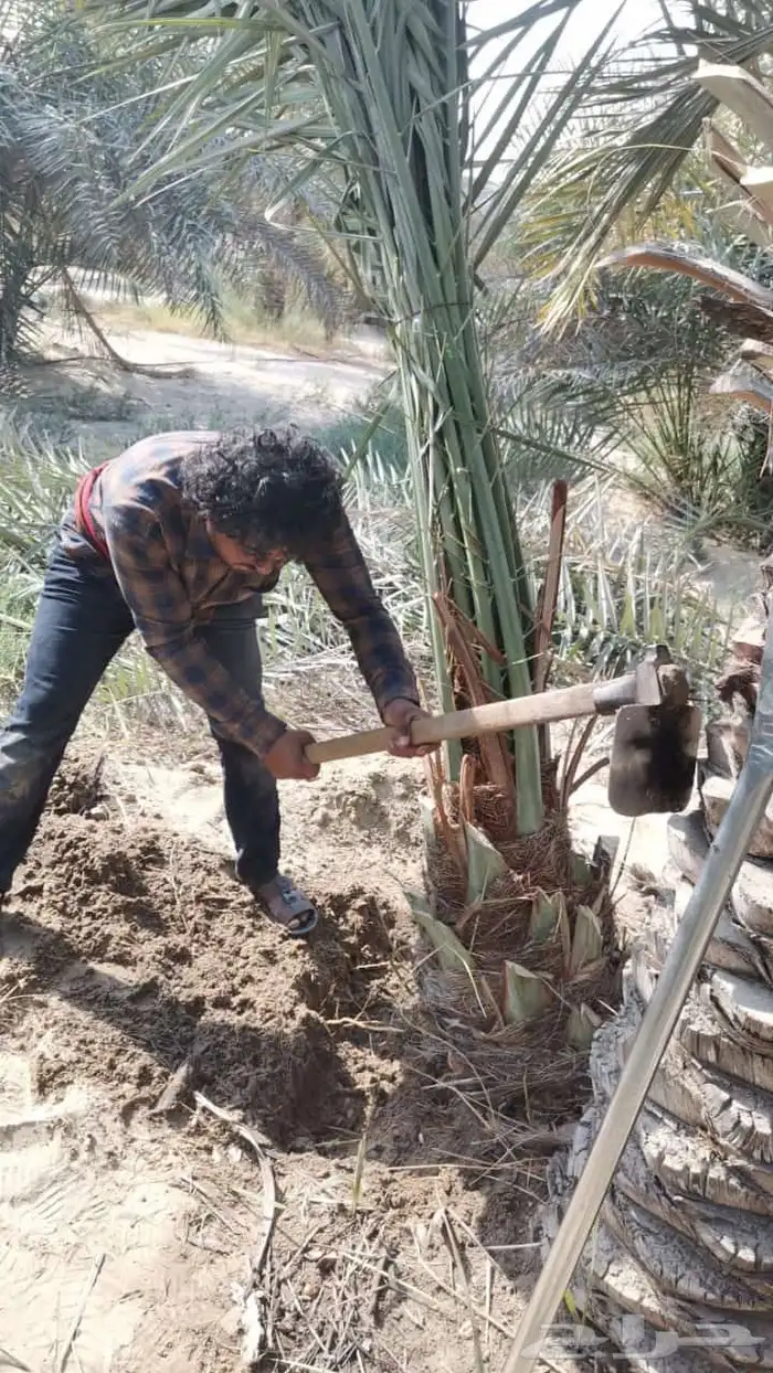 السلام عليكم ورحمه يوجد لدينا نخل عربي وواشنطن صقي مجدوعجوه 0