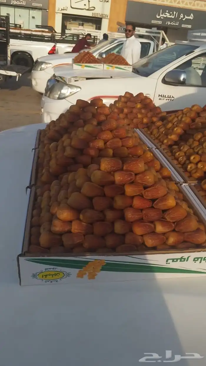 يوجد لدينا جميع انواع النخيل وجميع انواع المقاسات 4
