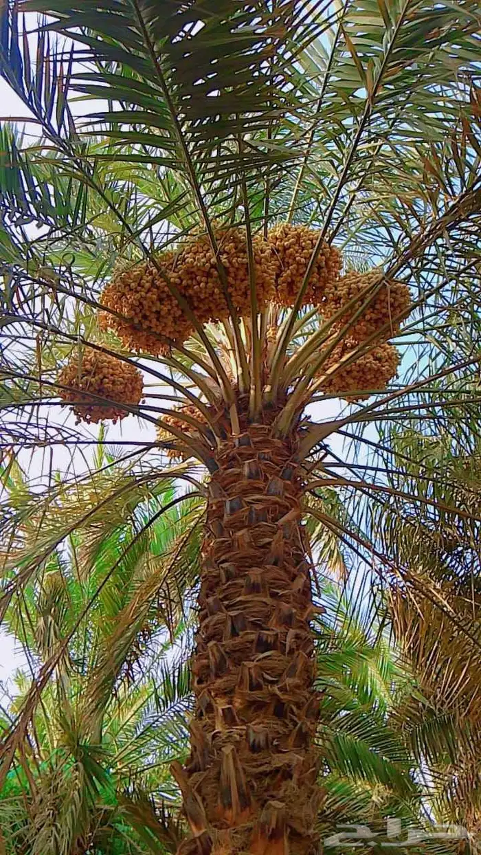 نخل مثمر فسايل نقايل درجه اولى 5