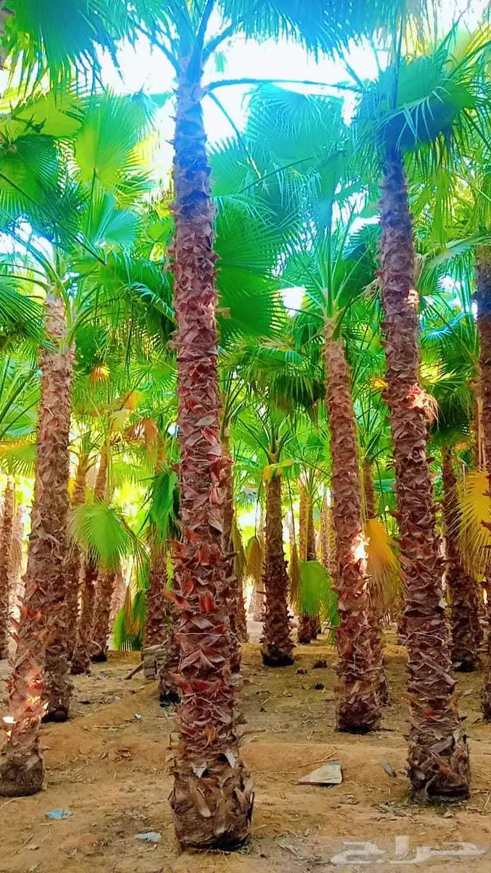 نخيل.للبيع 6