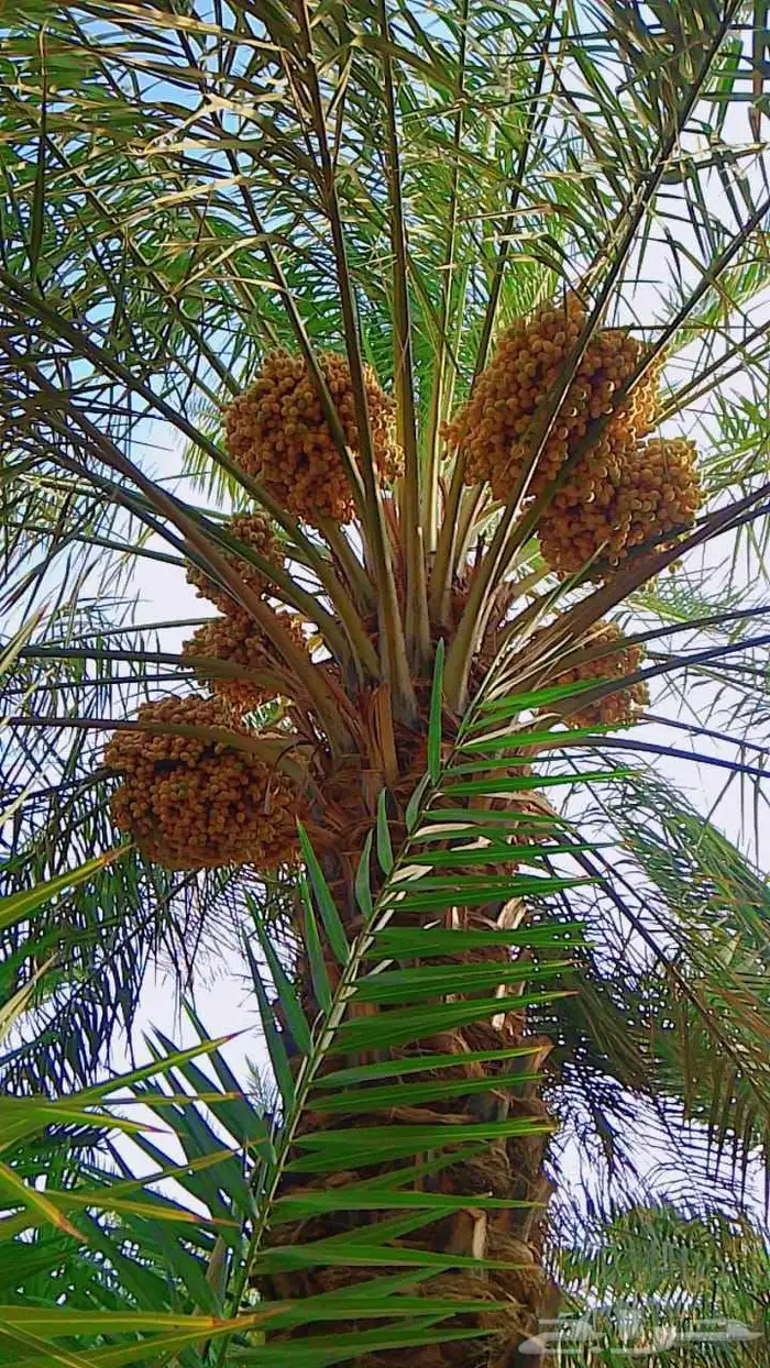 نخل مثمر فسايل نقايل درجه اولى 4