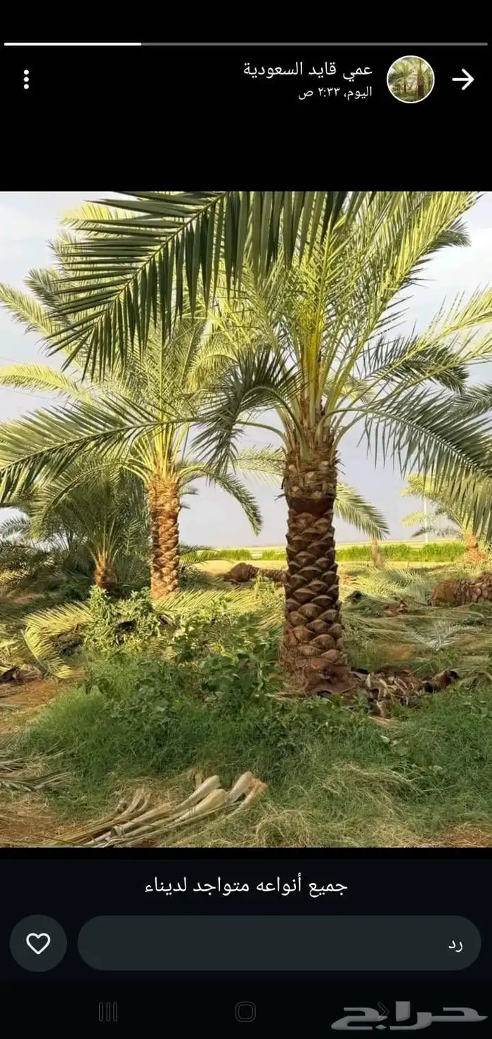 يوجد لدينا نخيل عربي مثمر جميع الأنواع كما نوصل للجميع انحا 5