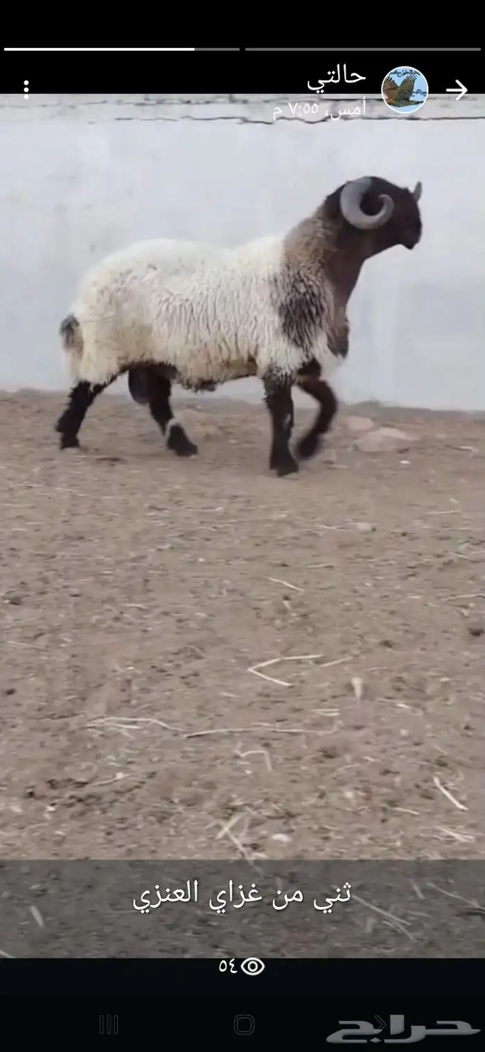 فحل نعيم صنف 2