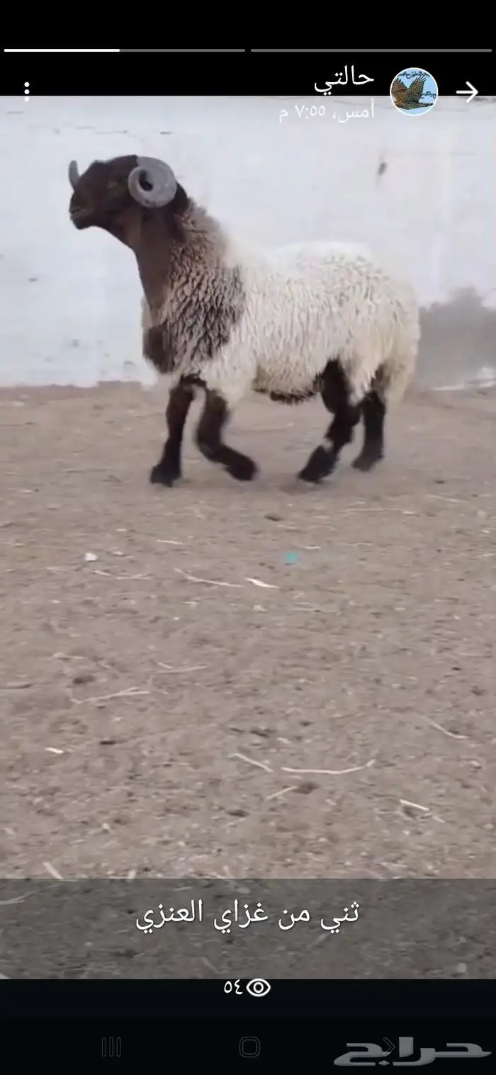 فحل نعيم صنف 1