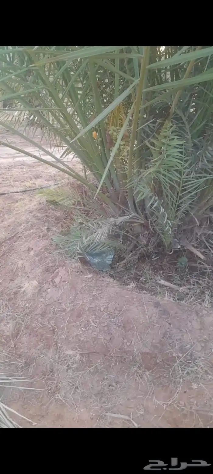 فسائل وجثايث درجه اولى 7