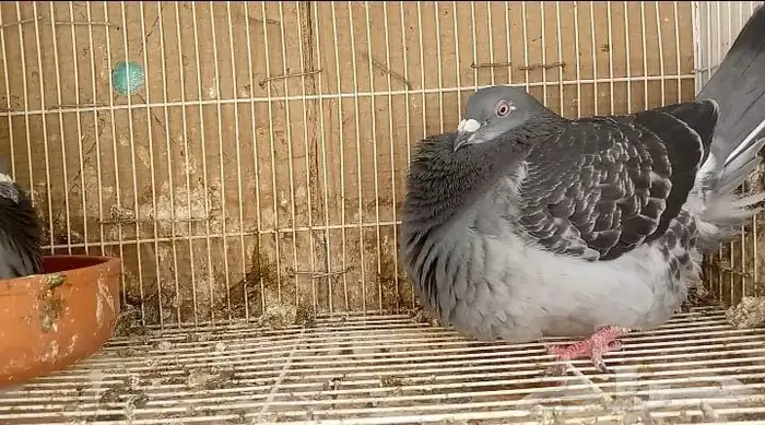 زاجل سباق أجواز وطبات ابطال الابطال Tobمن هواه أبطال المملكة 4