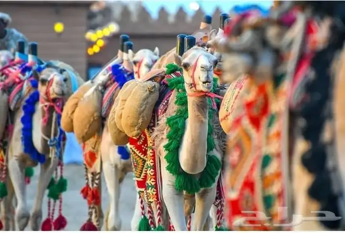 أصحاب المهرجانات و الفعاليات يوجد لدينا تاجير جم 7