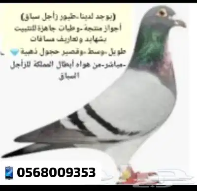 زاجل سباق أجواز وطبات ابطال الابطال Tobمن هواه أبطال المملكة index