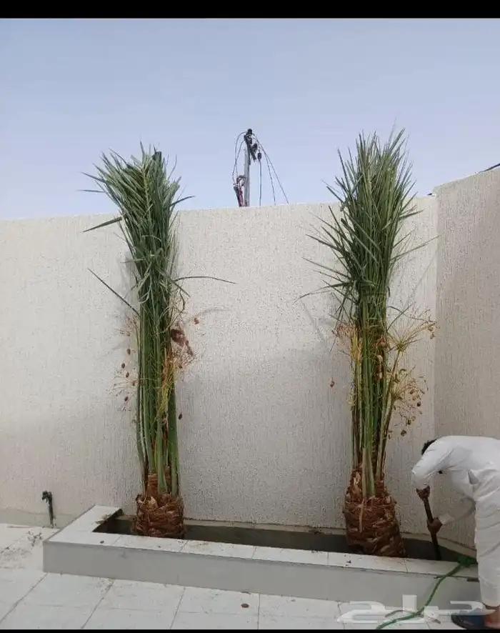 بيع نخيل مثمره القصيم 4