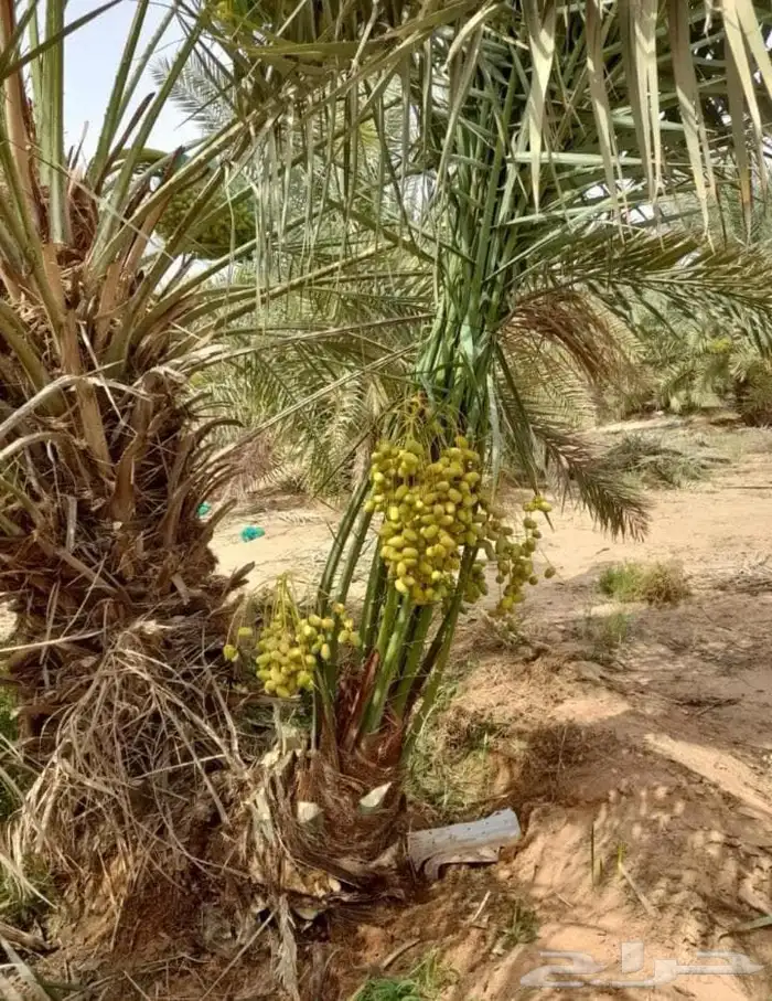 لدينا جميع انواع النخيل القصيم المثمرة 8