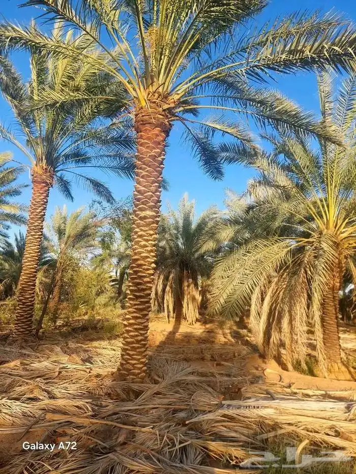 يوجد لدينا نخيل عربي مثمر جميع الأنواع كما نوصل للجميع انحا 7