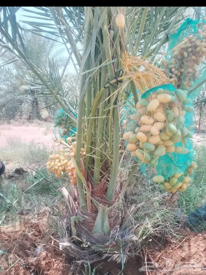بيع نخيل مثمره القصيم 1