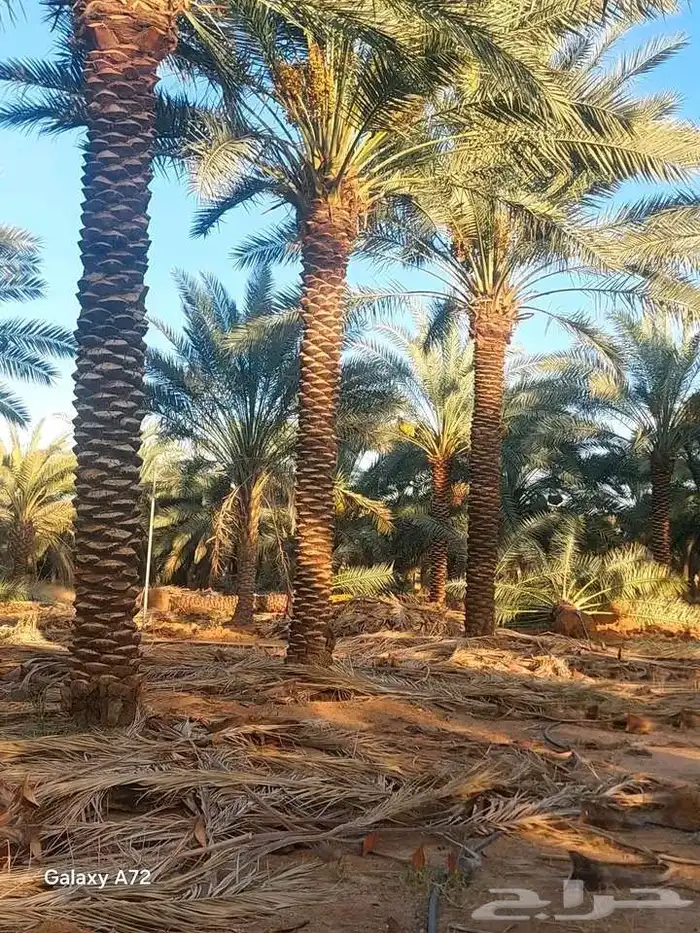 يوجد لدينا نخيل عربي مثمر جميع الأنواع كما نوصل للجميع انحا 0