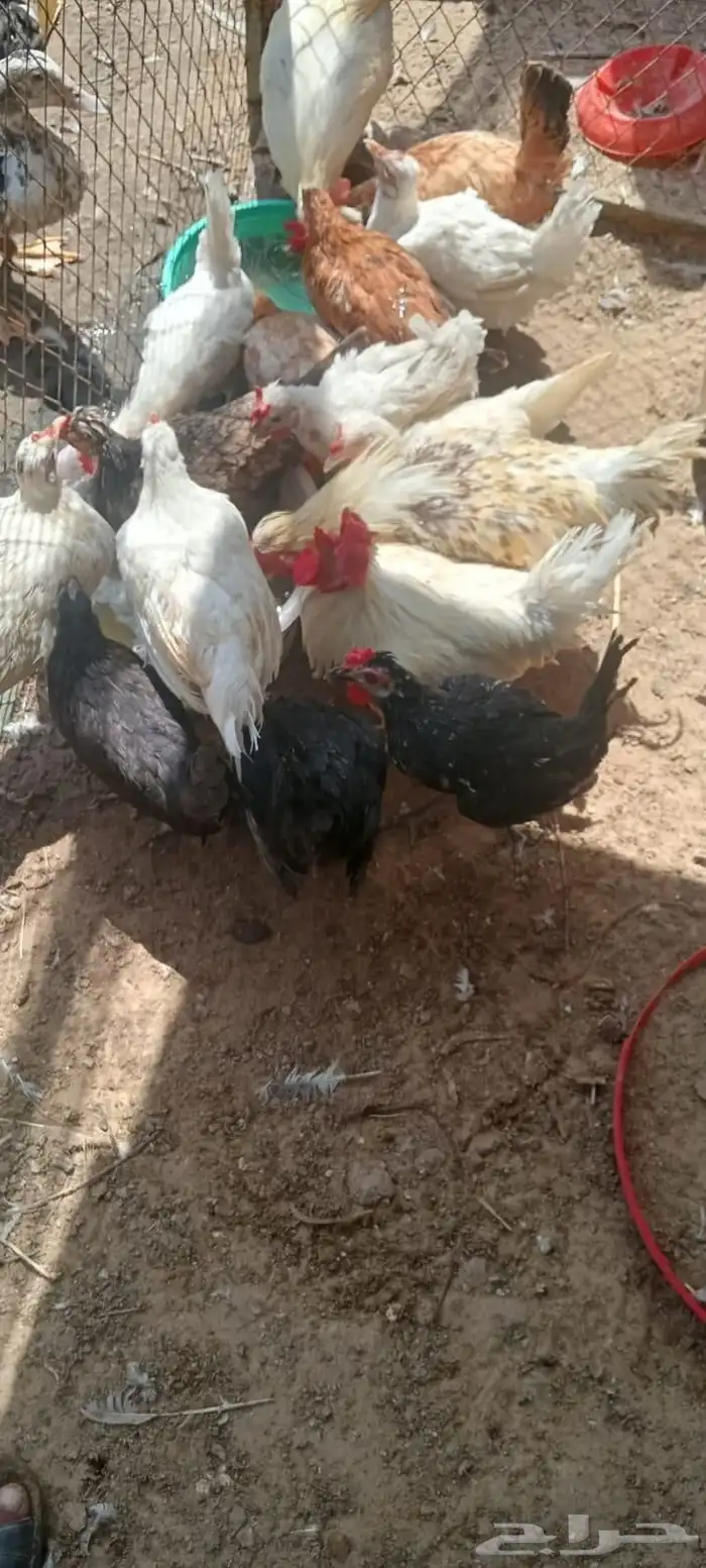 دجاج بلدي بياض وحضانات 4
