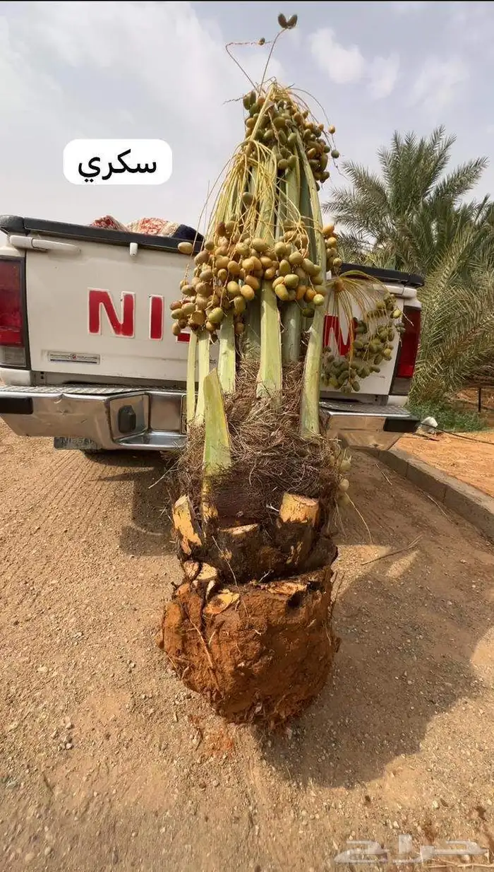 لدينا جميع انواع النخيل القصيم المثمرة 3