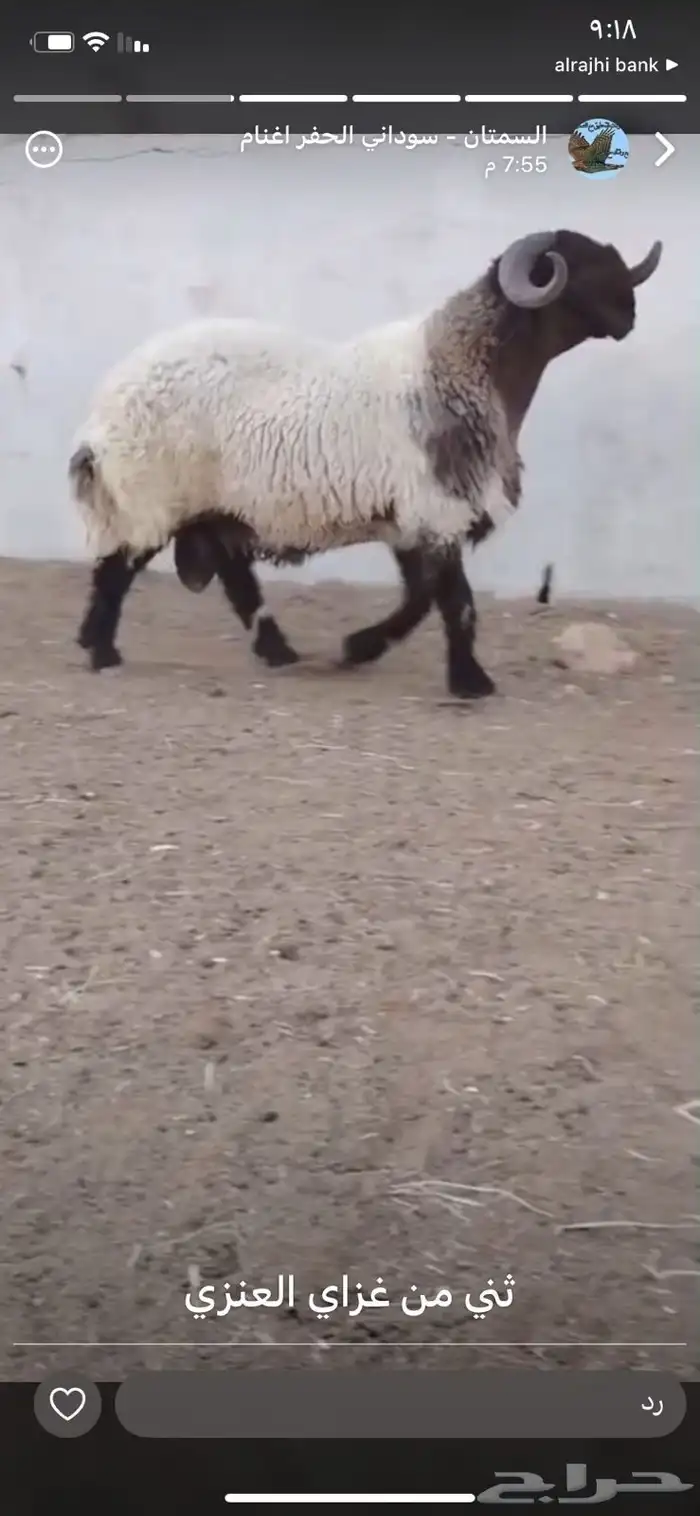 فحل نعيم صنف 3