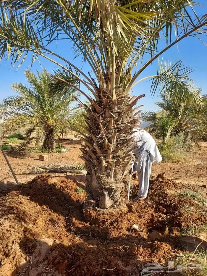 السلام عليكم ورحمة الله وبركاته يوجد لدينا نخل للبيع فسايل 0