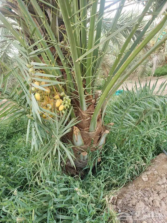 السلام عليكم ورحمة الله وبركاته يوجد لدينا نخل للبيع فسايل 0