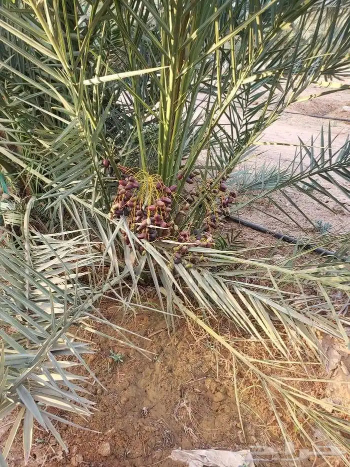 السلام عليكم ورحمة الله وبركاته يوجد لدينا نخل للبيع فسايل 2
